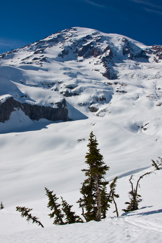 Sub-Alpine Firs And Mount Rainier